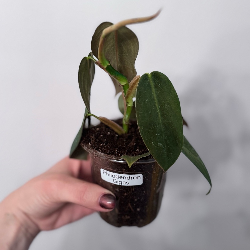 Philodendron Gigas Plant